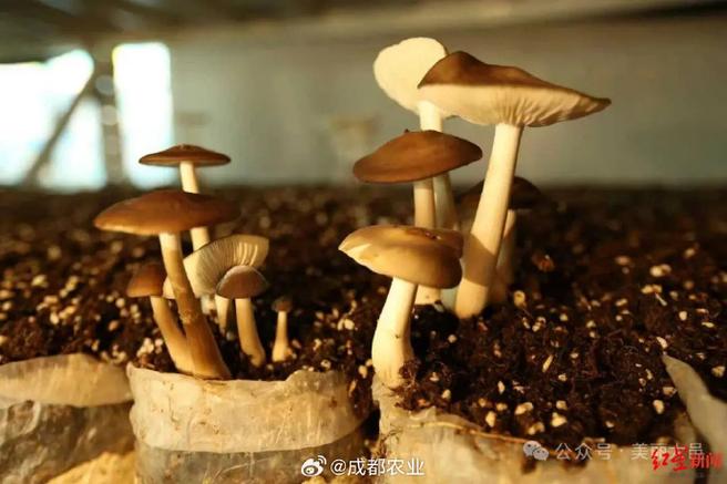 大农副食品加工产业园开工 露水鸡枞食用菌工厂化种植项目落地大邑
